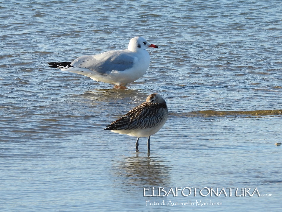 1 Pittima Minore e Gabbiano comune Saline di san Giovanni foto Marchese (1)