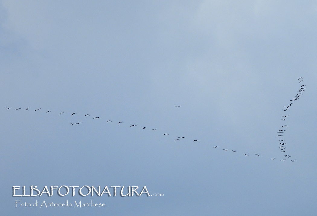 1 Lo stormo di Cormorani Foto Marchese