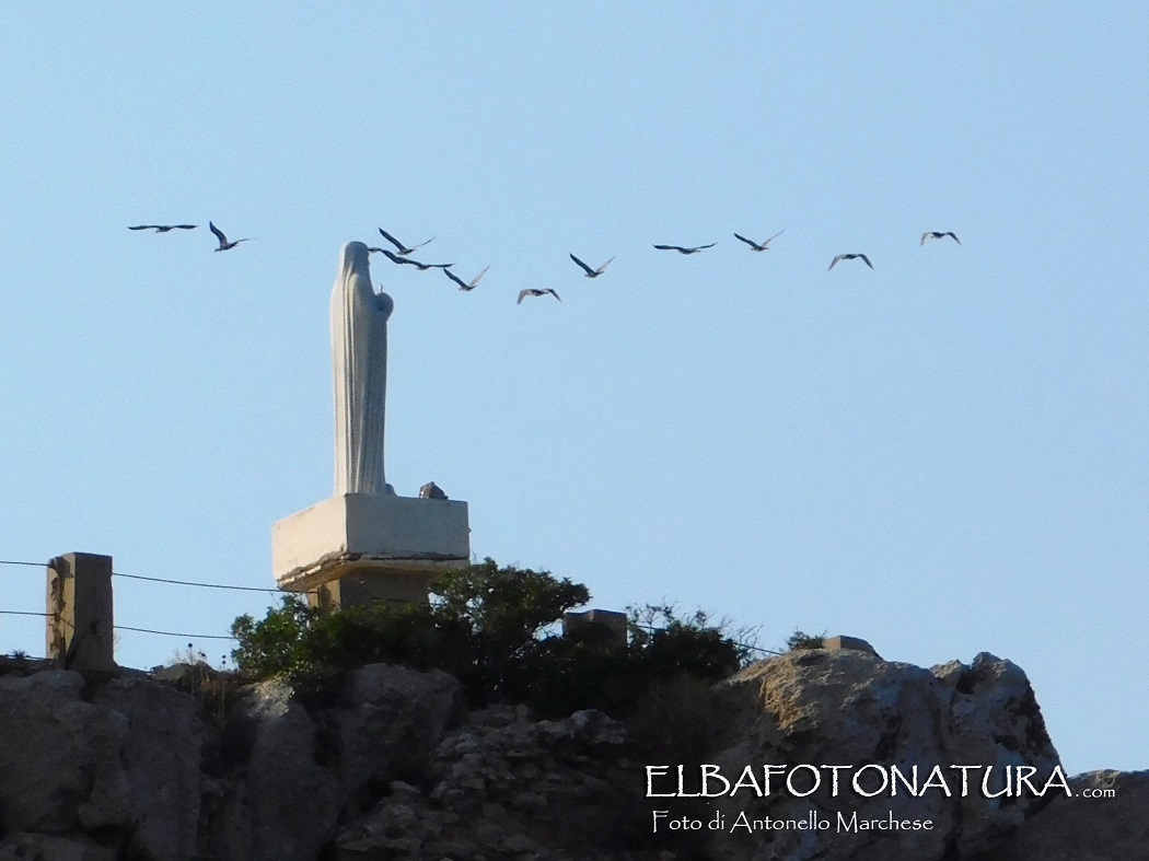 4 Cormorani a Pianosa foto Marchese
