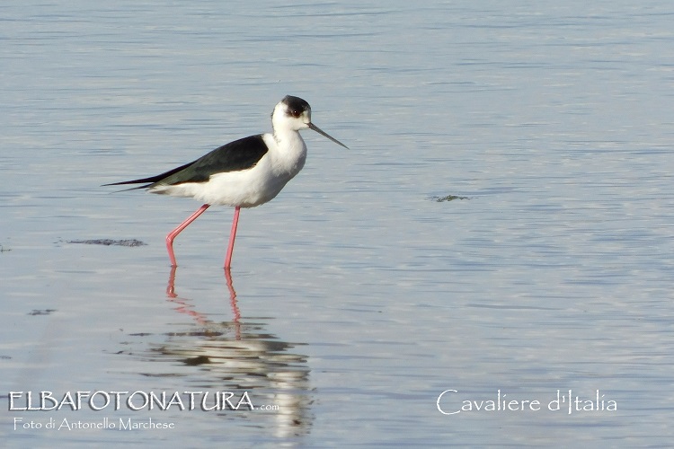Cavaliere d'italia doto marchese