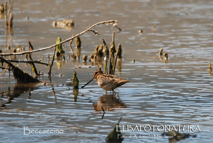 beccaccino foto Marchese