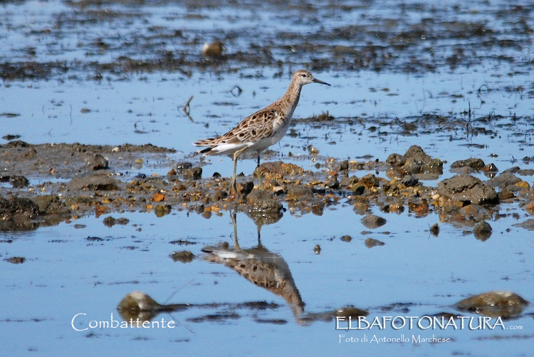 combattente foto Marchese