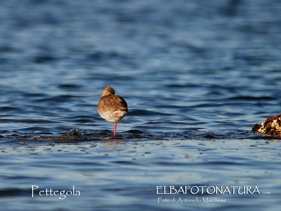 pettegola foto Marchese