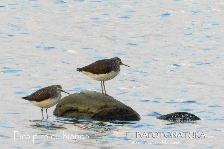 piro piro culbianco foto Marchese