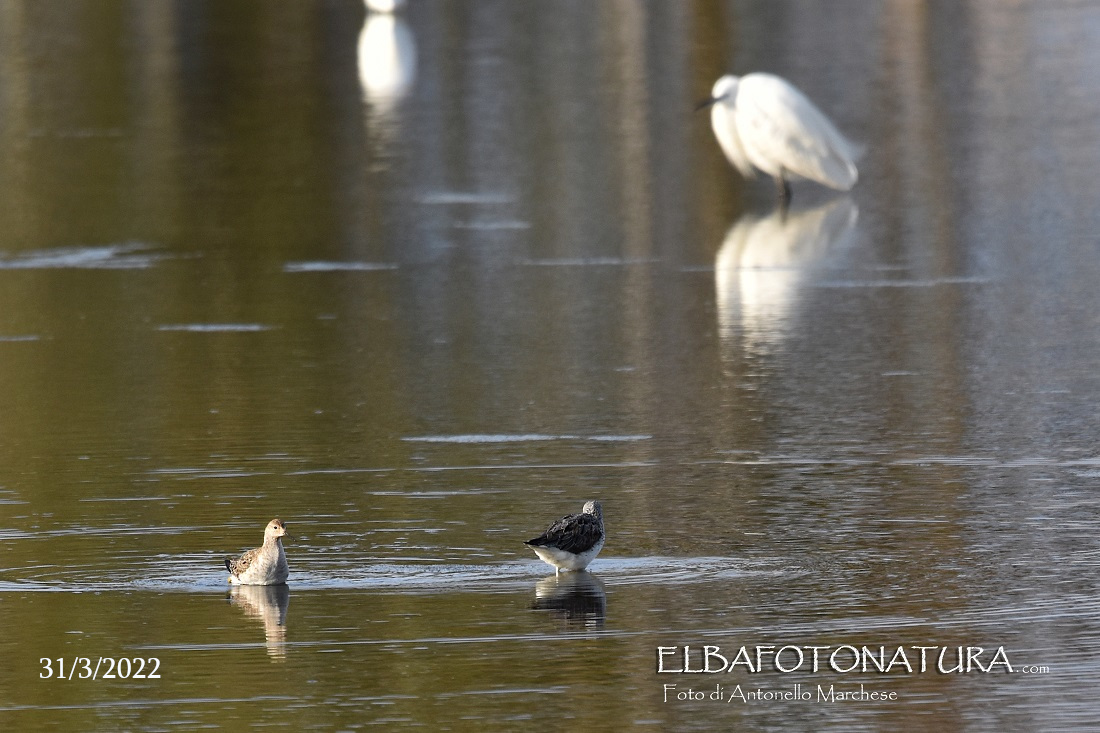 01 31 marzo combattente e pantana foto marchese