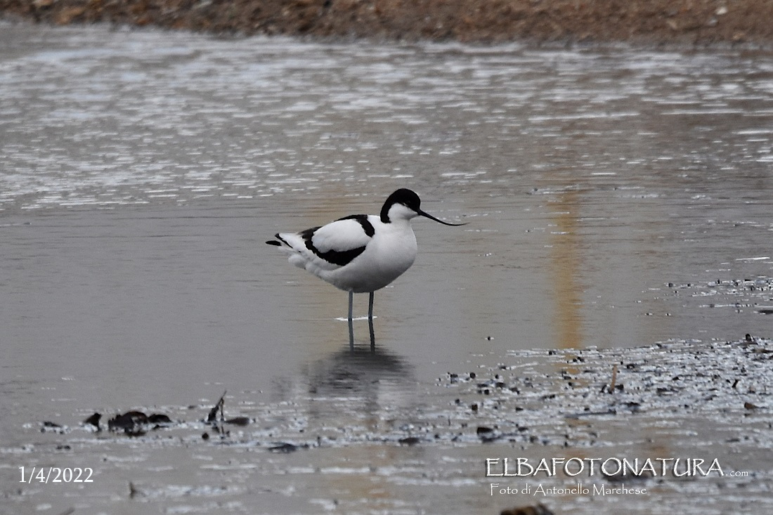 03 1 aprile avocetta foto marchese
