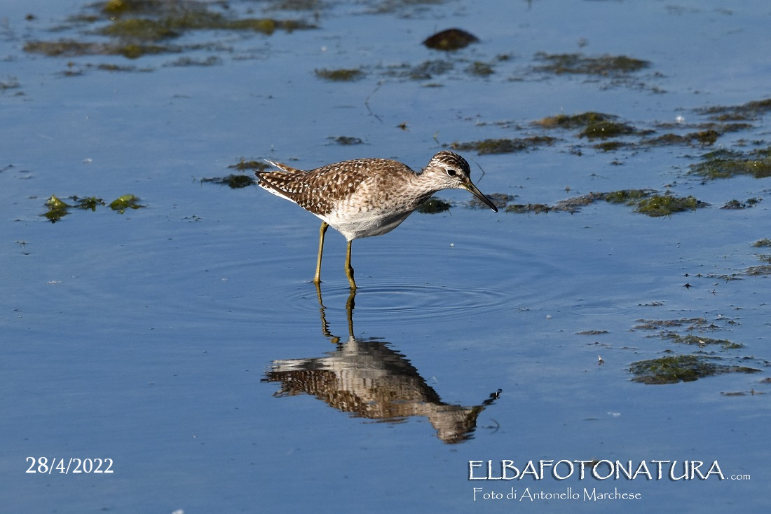 05 28 aprile piro piro boscherccio foto marchese