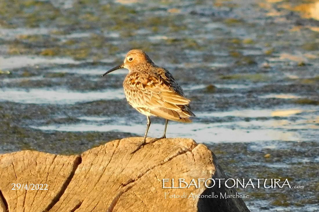 07 29 aprile piovanello pancianera foto Marchese