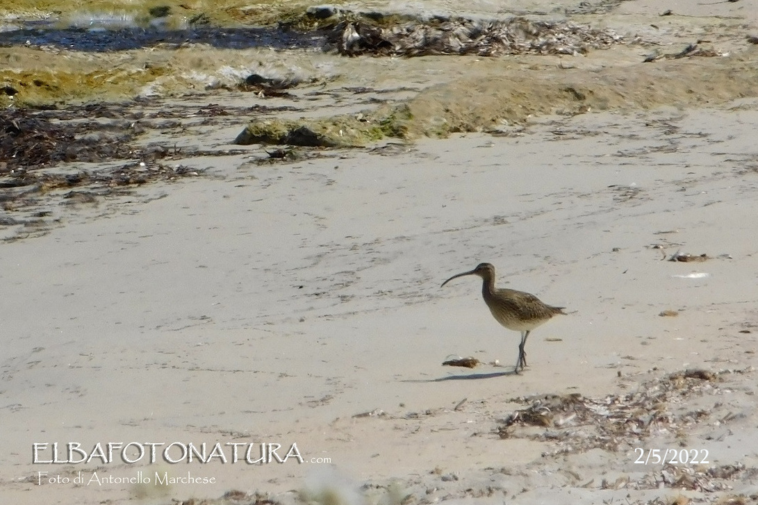 08 2 maggio chiurlo piccolo pianosa foto Marchese