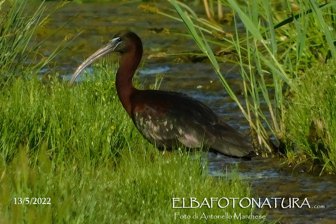 09 13 maggio ibis mignattaio foto marchese