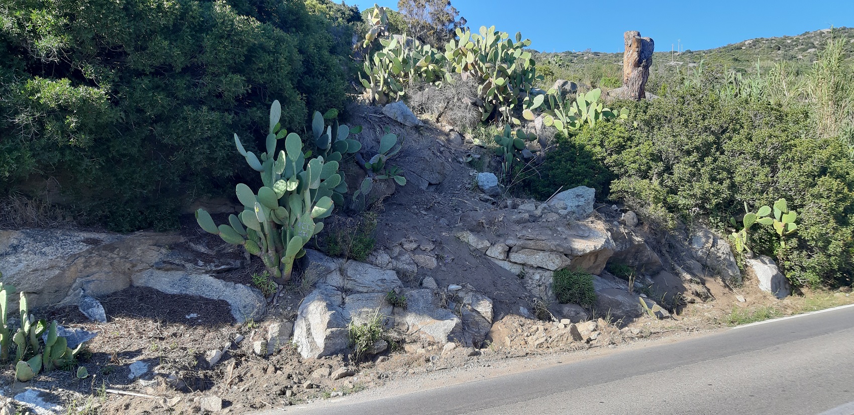 2021 05 21 C grandi danni da cinghiali su tutti i monti e fino alle strade costiere