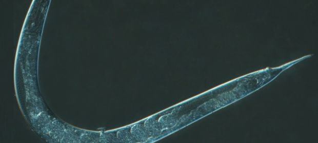 Planaria montecristo orizzontale 620