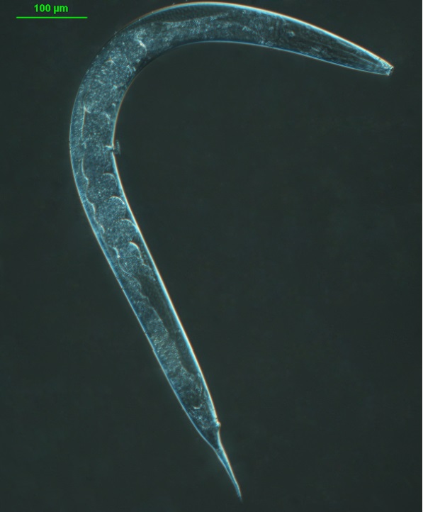 Planaria montecristo
