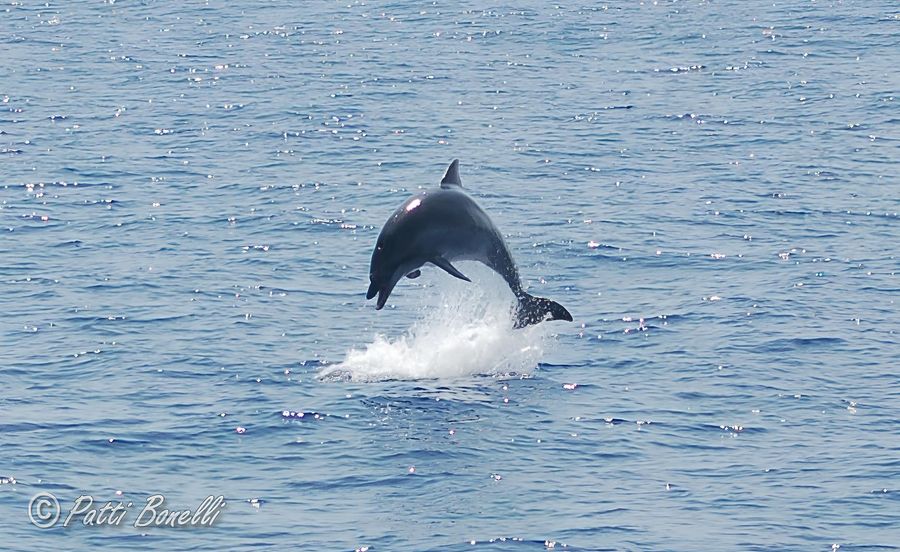 ph Patrizia Bonelli1