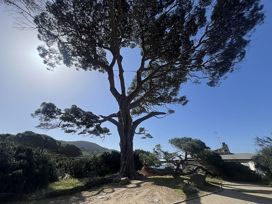 pino lacona ramo caduto (7) ok