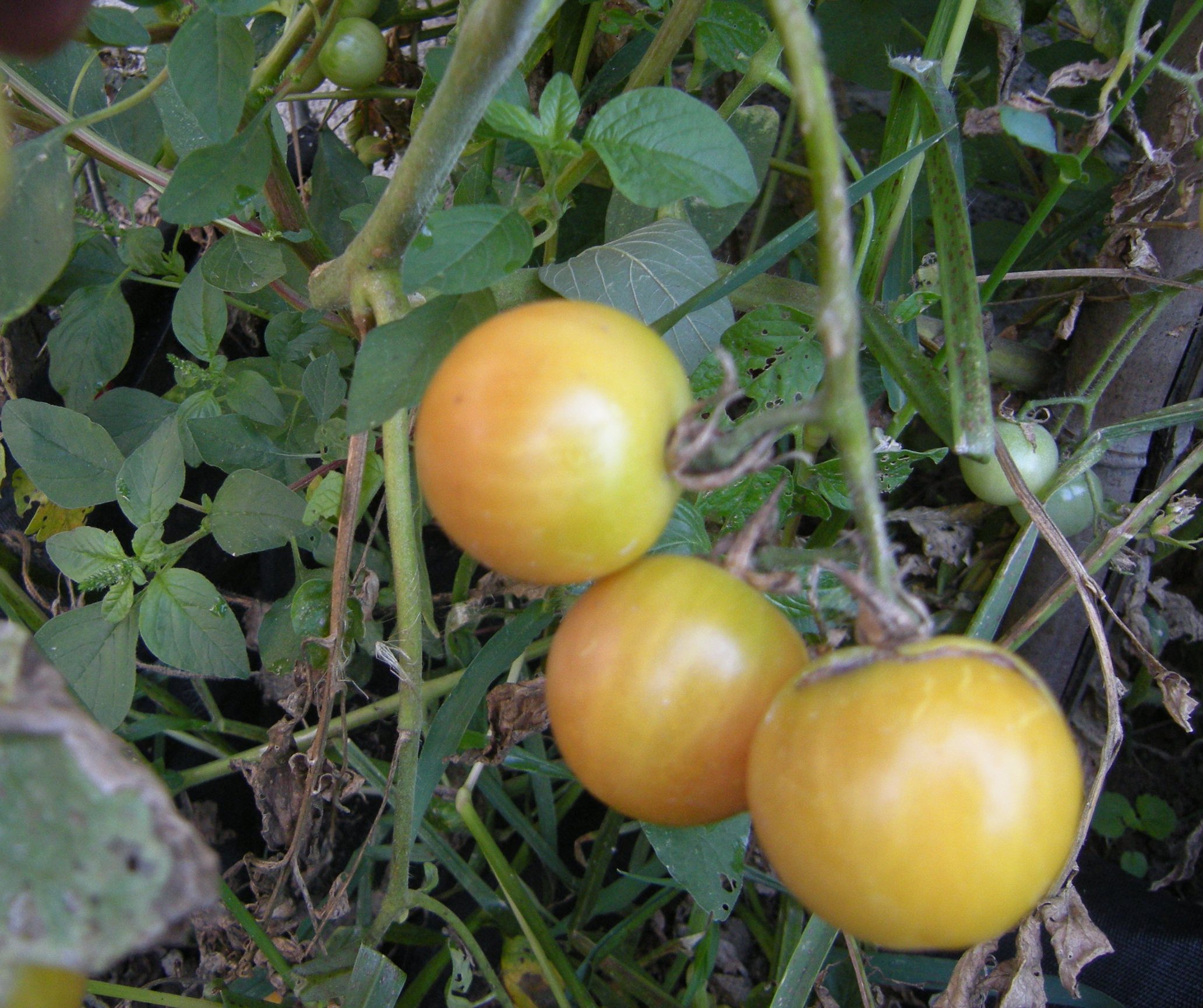 pomodorini d'appiccà gialli