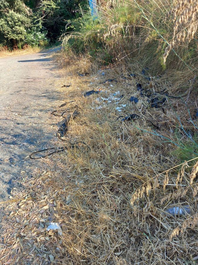 Rifiuti strade 11 2025