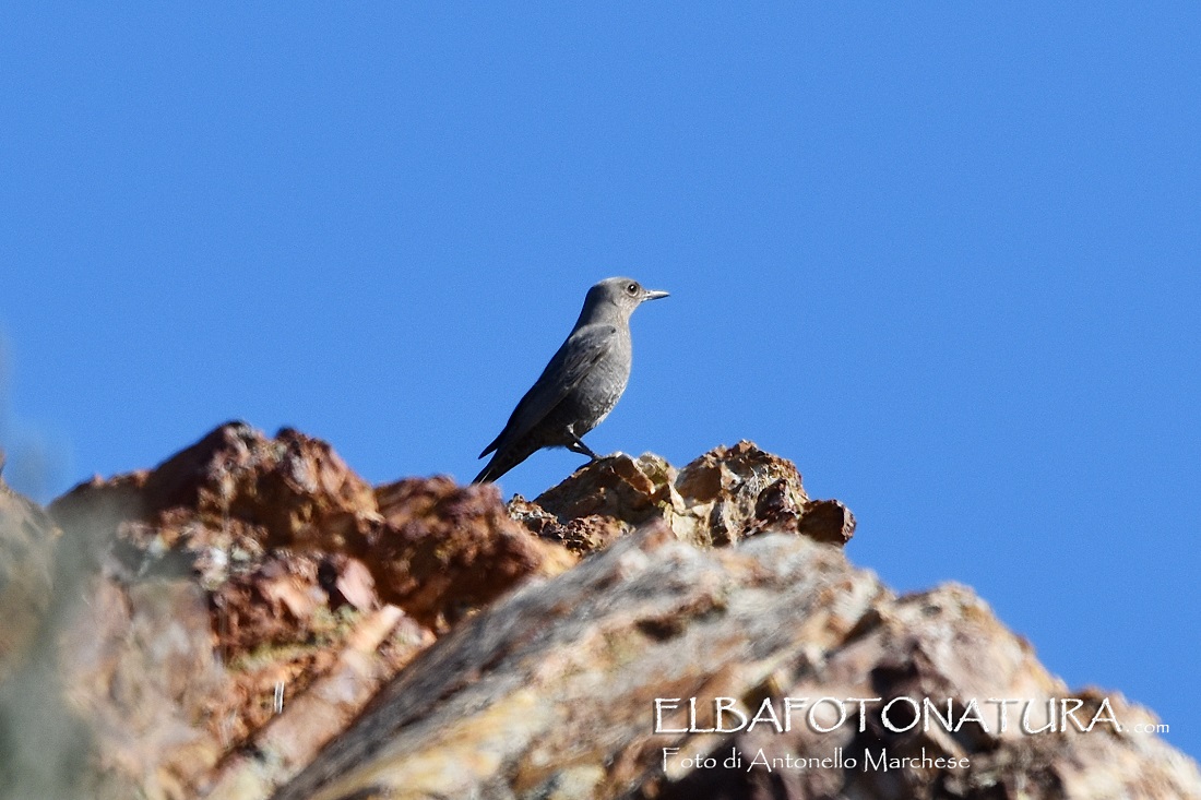 2 passero solitario es maschile foto Marchese