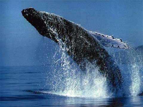 2012 03 26-balena