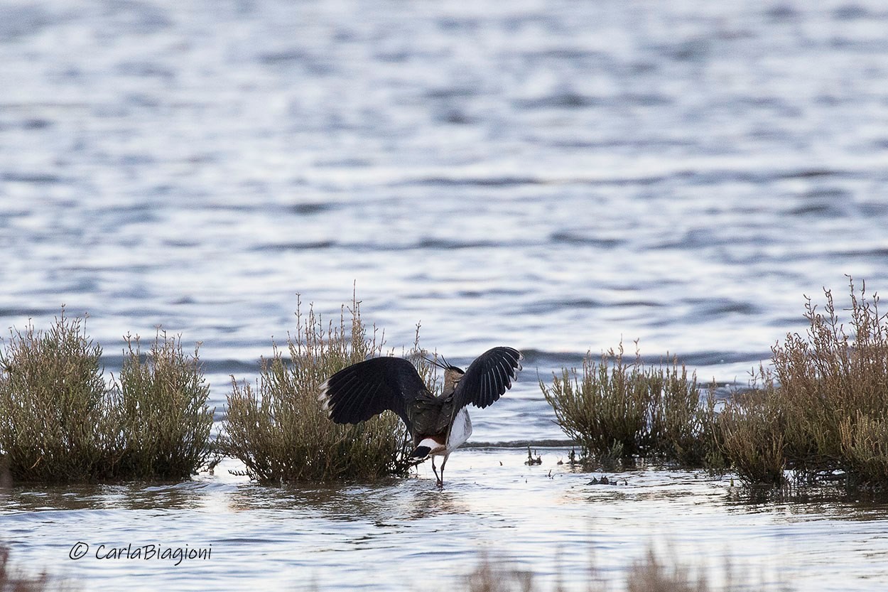 78567102 790661824707518 3639862784813957120 n