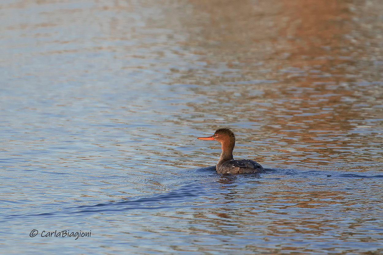 78993511 610900429732461 936901189537103872 n