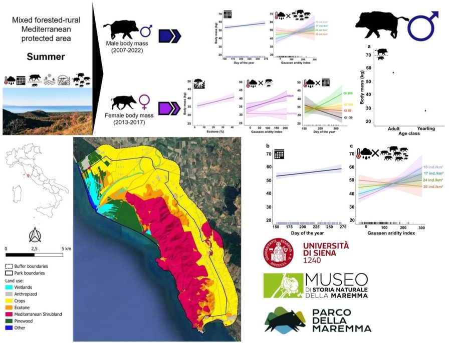 Cinghiali e cibo 89e01cf1