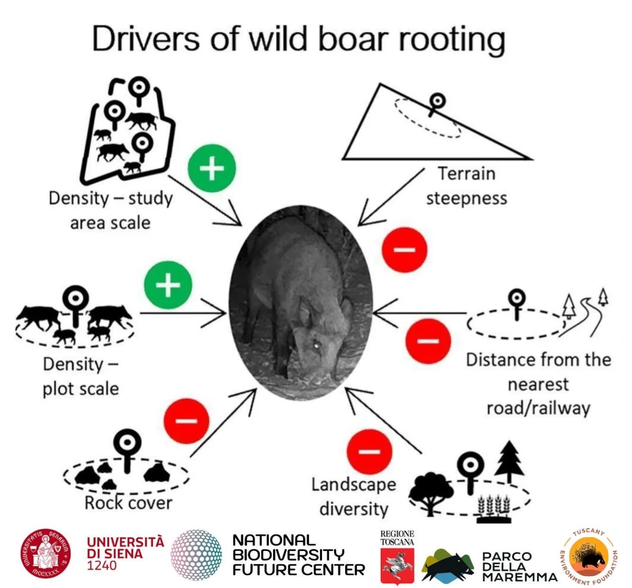 Cinghiali e parchi toscani 0eb2f5bd