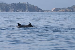 Delfini  all'enfola