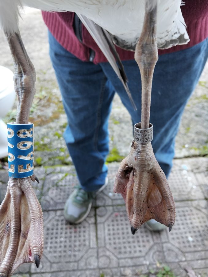 Gabbiano pontico targhette