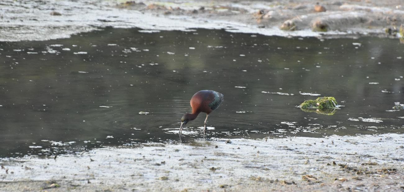 Ibis Mignattaio barsaglini 1