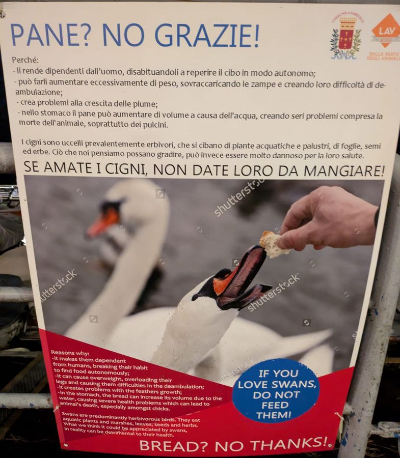 Informativa cigni Lago Iseo