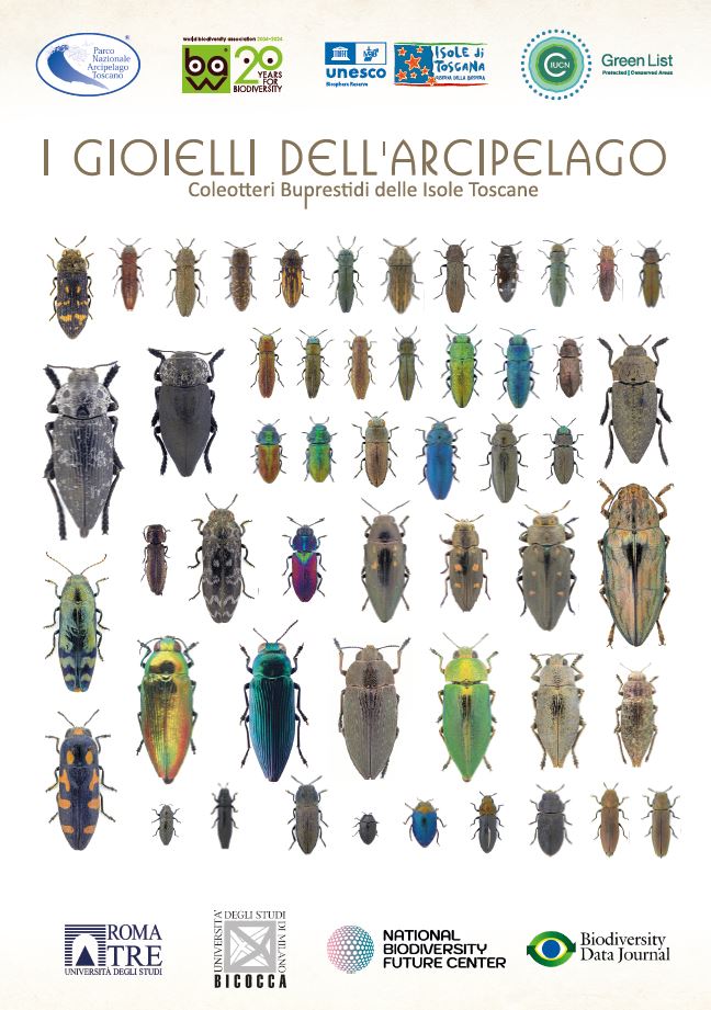 LOcandina Coleotteri gioiello