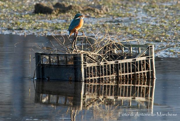 Martin Pescatore Foto Antonello Marchese