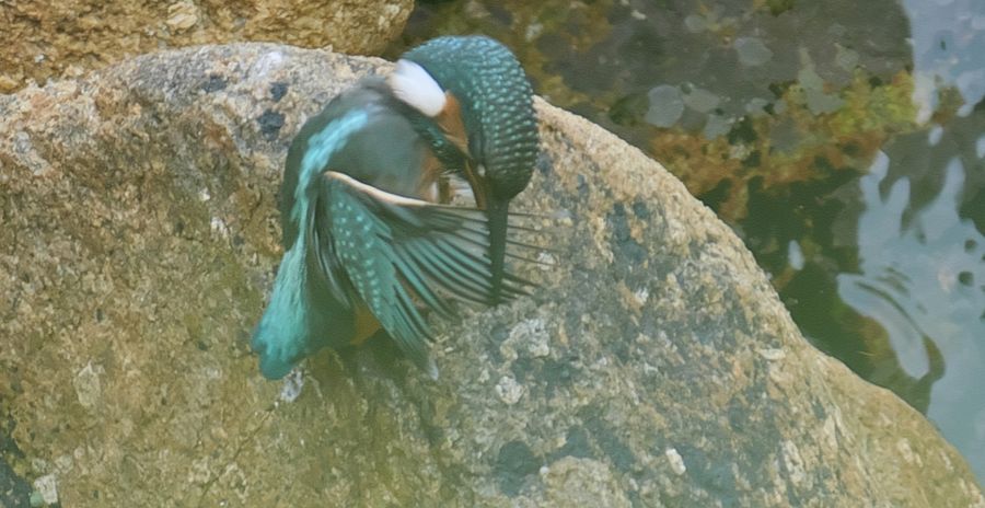 Martino all’Omo (1)