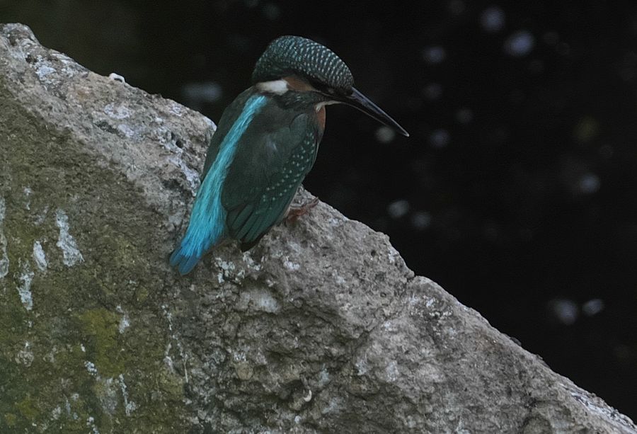 Martino all’Omo (3)