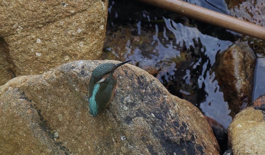 Martino all’Omo (4)