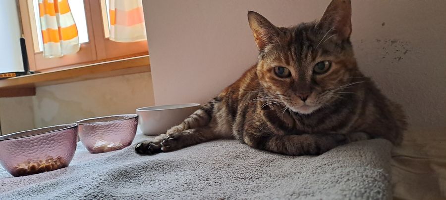 Milù 1