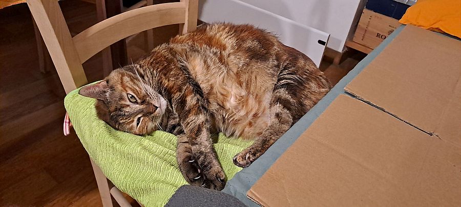 Milù inverno sedia casa