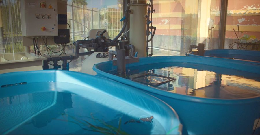 Mini satelliti su piccoli di tartarughe (2)