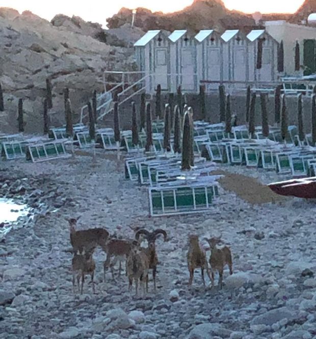 Mufgloni da spiaggia