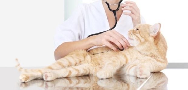 Pronto-soccorso-veterinario 620