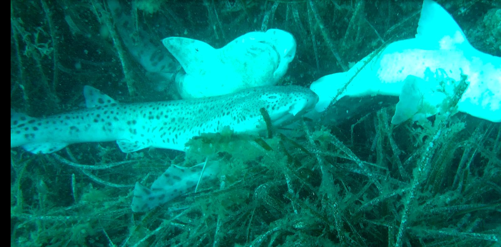 IMG 20220724 WA0007 (1)