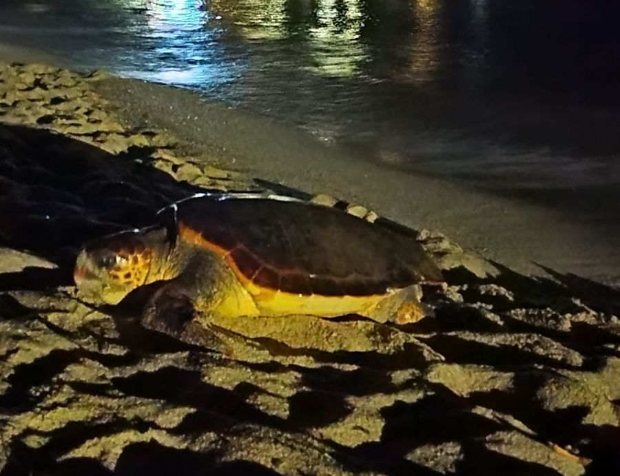 Tartaruga Marina di Campo 31 luglio 2