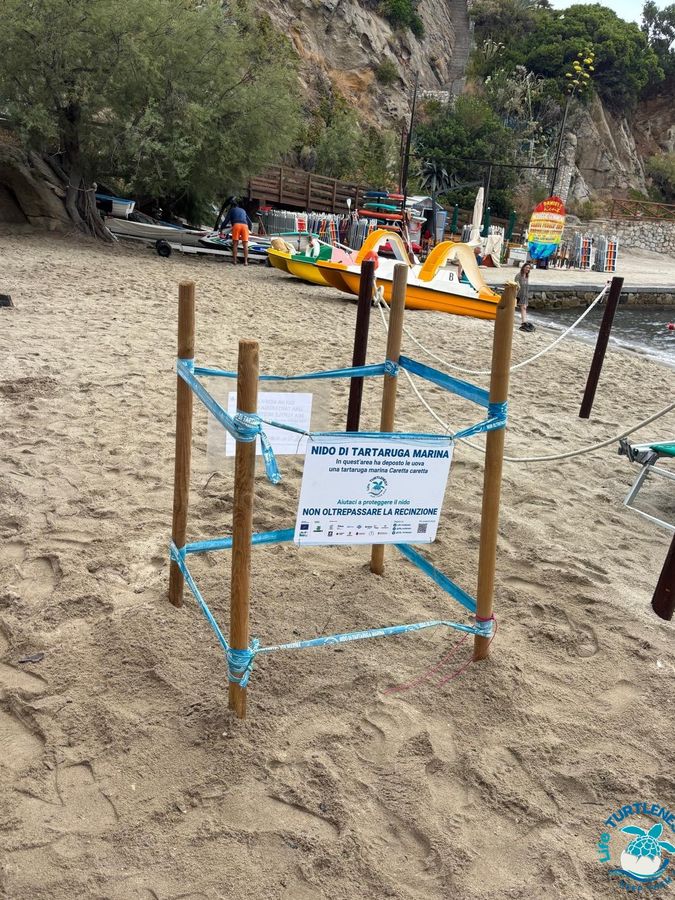 Tartaruga Sant'Andrea nido 3