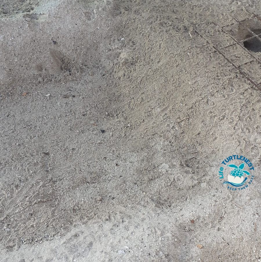 Tartarughe Sant'Andrea tracce