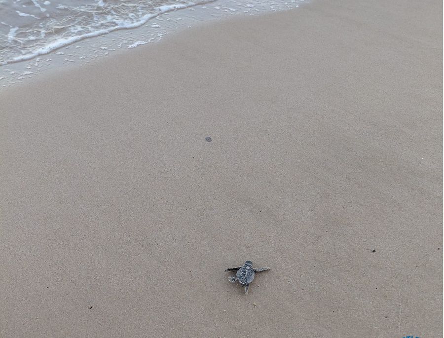 Tartarughina Procchio 0