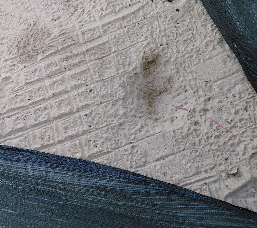 Tartarughina Procchio 3