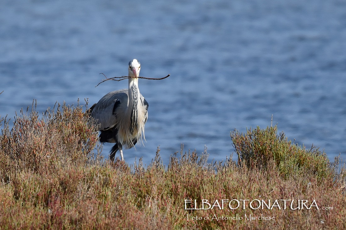 airone con rametto