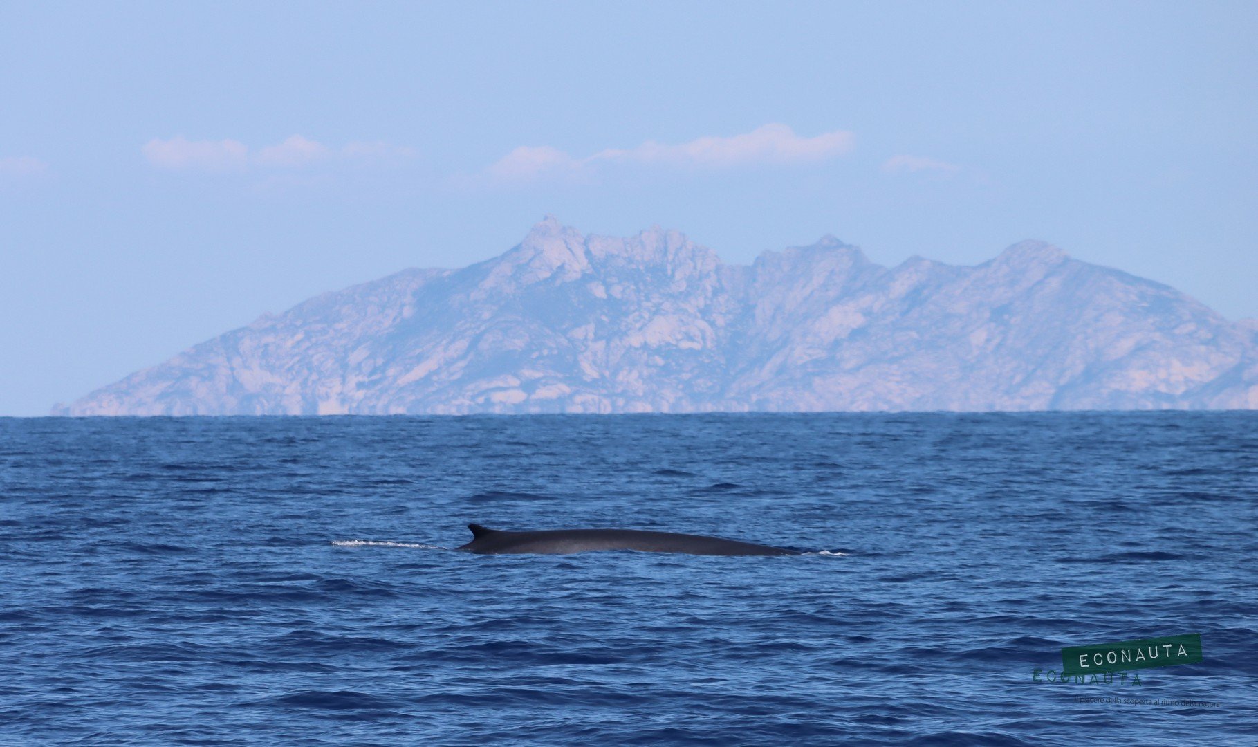 balenottera e monte cristo