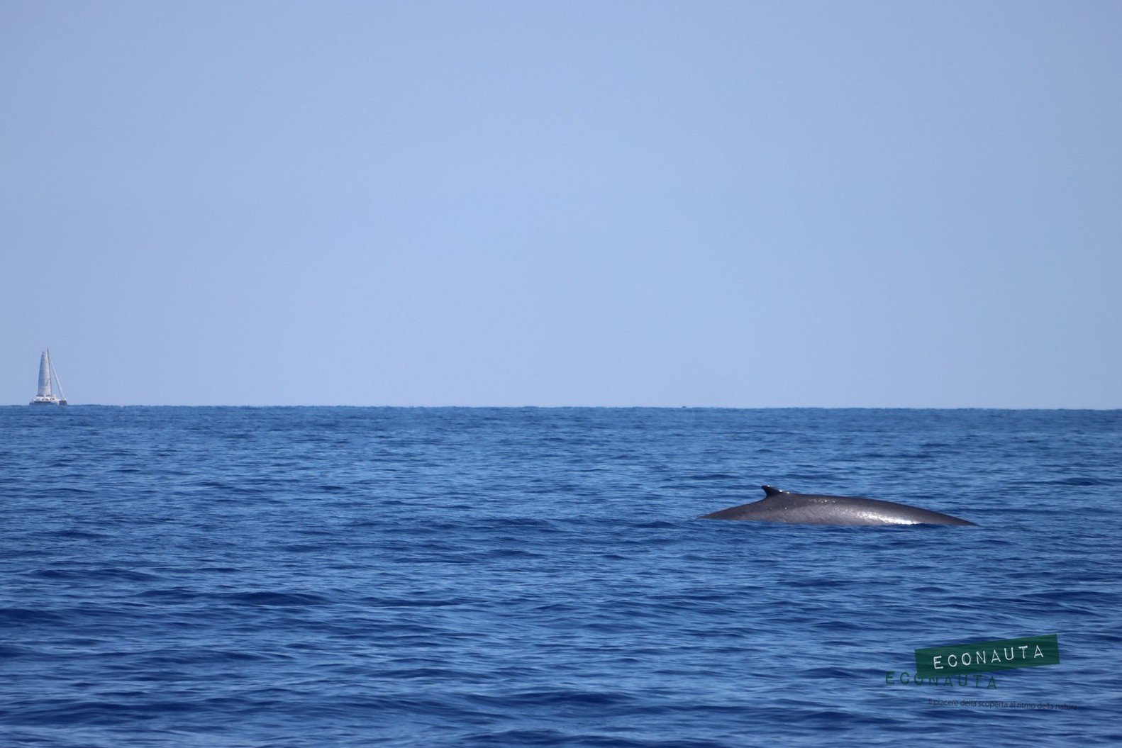 balenottera e montecristo 1